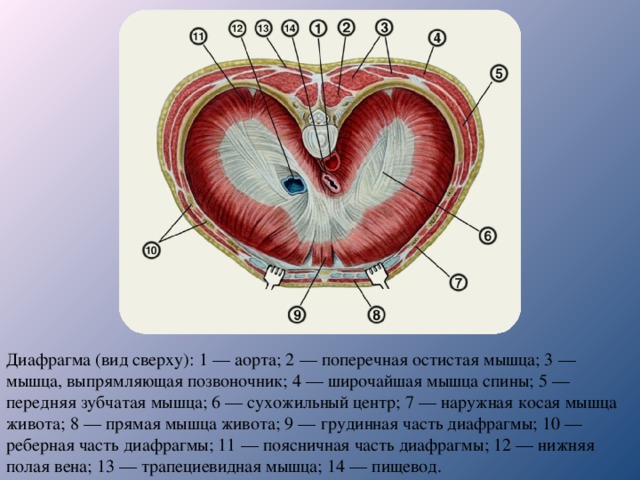 Диафрагма (вид сверху): 1 — аорта; 2 — поперечная остистая мышца; 3 — мышца, выпрямляющая позвоночник; 4 — широчайшая мышца спины; 5 — передняя зубчатая мышца; 6 — сухожильный центр; 7 — наружная косая мышца живота; 8 — прямая мышца живота; 9 — грудинная часть диафрагмы; 10 — реберная часть диафрагмы; 11 — поясничная часть диафрагмы; 12 — нижняя полая вена; 13 — трапециевидная мышца; 14 — пищевод. 