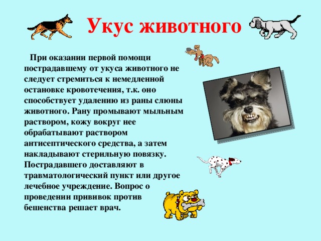  Укус животного  При оказании первой помощи пострадавшему от укуса животного не следует стремиться к немедленной остановке кровотечения, т.к. оно способствует удалению из раны слюны животного. Рану промывают мыльным раствором, кожу вокруг нее обрабатывают раствором антисептического средства, а затем накладывают стерильную повязку. Пострадавшего доставляют в травматологический пункт или другое лечебное учреждение. Вопрос о проведении прививок против бешенства решает врач. 