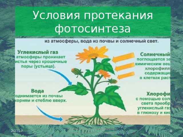 Какой орган растения выполняет функцию фотосинтеза. Воздушное питание растений фотосинтез. Условия протекания фотосинтеза. Условия необходимые для фотосинтеза. Условия необходимые для протекания процесса фотосинтеза.