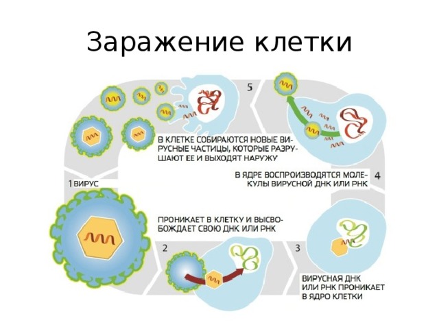 Проект заражение аудиокнига