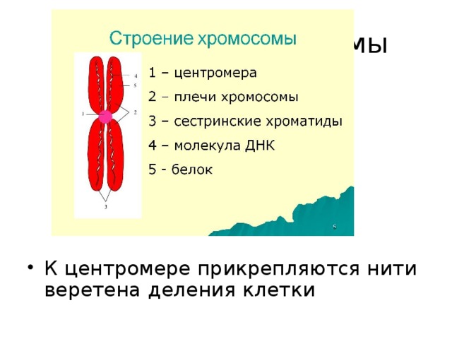 Деление центромеры хромосом