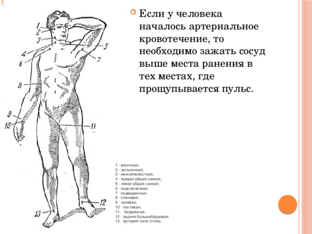 Если у человека началось артериальное кровотечение, то необходимо зажать сосуд выше места ранения в тех местах, где прощупывается пульс. 1 - височная;  2 - затылочная;  3 - нижнечелюстная;  4 - правая общая сонная;  5 - левая общая сонная;  6 - подключичная;  7 - подмышечная;  8 - плечевая;  9 - лучевая;  10 - локтевая;  11 -   бедренная;  12 - задняя большеберцовая;  13 - артерия тыла стопы. 