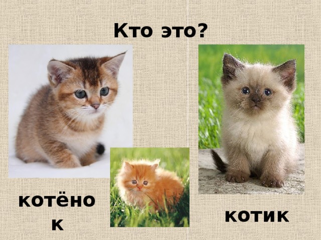 Кто это? котёнок котик 