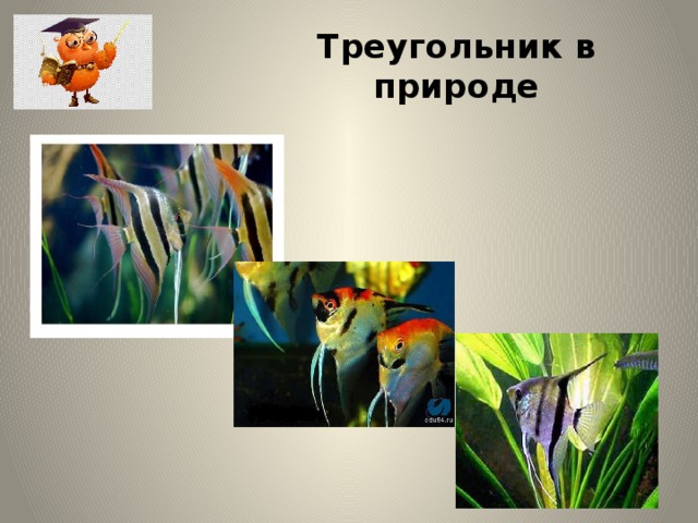 Треугольник в природе 