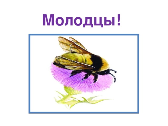Молодцы! 
