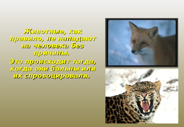 Животные, как правило, не нападают на человека без причины. Это происходит тогда, когда они больны или их спровоцировали. 