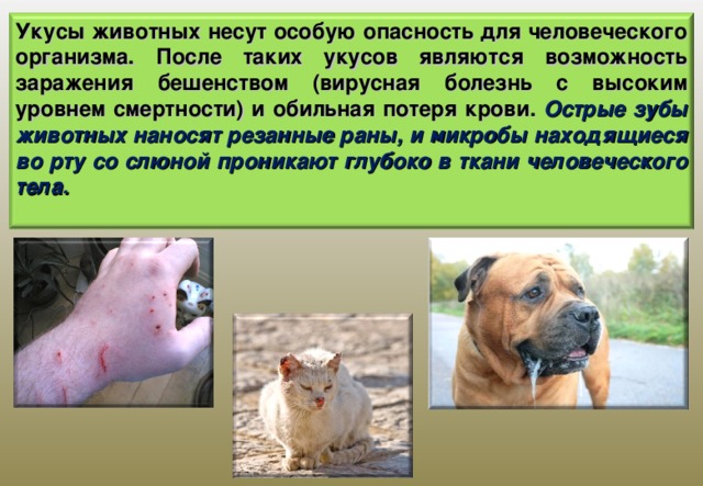 Укусы животных несут особую опасность для человеческого организма. После таких укусов являются возможность заражения бешенством (вирусная болезнь с высоким уровнем смертности) и обильная потеря крови. Острые зубы животных наносят резанные раны, и микробы находящиеся во рту со слюной проникают глубоко в ткани человеческого тела.  