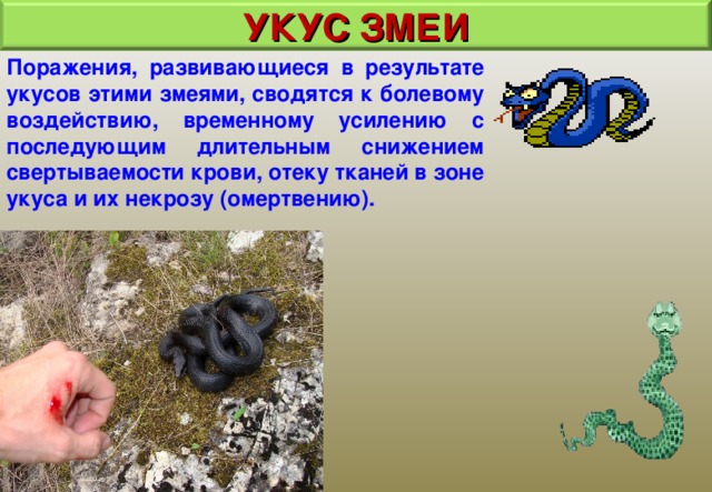 УКУС ЗМЕИ Поражения, развивающиеся в результате укусов этими змеями, сводятся к болевому воздействию, временному усилению с последующим длительным снижением свертываемости крови, отеку тканей в зоне укуса и их некрозу (омертвению). 