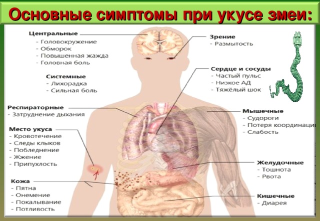 Основные симптомы при укусе змеи: 