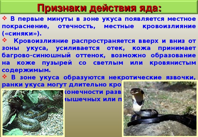 Признаки действия яда:  В первые минуты в зоне укуса появляется местное покраснение, отечность, местные кровоизлияние («синяки»).  Кровоизлияние распространяется вверх и вниз от зоны укуса, усиливается отек, кожа принимает багрово-синюшный оттенок, возможно образование на коже пузырей со светлым или кровянистым содержимым.  В зоне укуса образуются некротические язвочки, ранки укуса могут длительно кровоточить.  В пораженной конечности развивается лимфангит с поражением подмышечных или паховых лимфоузлов. 