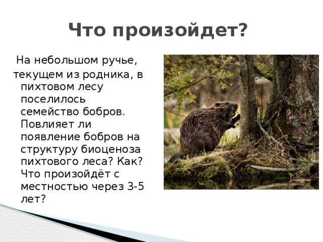 Что произойдет?   На небольшом ручье, текущем из родника, в пихтовом лесу поселилось семейство бобров. Повлияет ли появление бобров на структуру биоценоза пихтового леса? Как? Что произойдёт с местностью через 3-5 лет? 