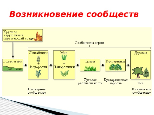 Возникновение сообществ 