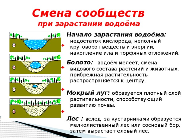 Смена сообществ  при зарастании водоёма Начало зарастания водоёма: недостаток кислорода, неполный круговорот веществ и энергии, накопление ила и торфяных отложений. Болото:  водоём мелеет, смена видового состава растений и животных, прибрежная растительность распространяется к центру. Мокрый луг: образуется плотный слой растительности, способствующий развитию почвы. Лес :  вслед за кустарниками образуется мелколиственный лес или сосновый бор, затем вырастает еловый лес. 