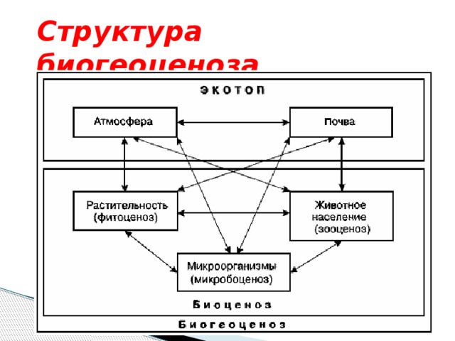 Схема биогеоценоза по сукачеву