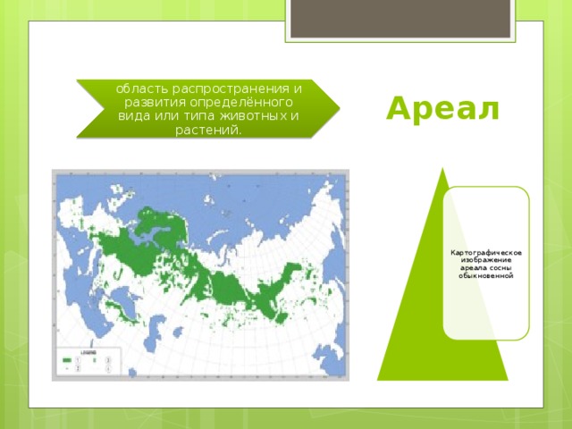 Ареал область распространения и развития определённого вида или типа животных и растений. Картографическое изображение ареала сосны обыкновенной 