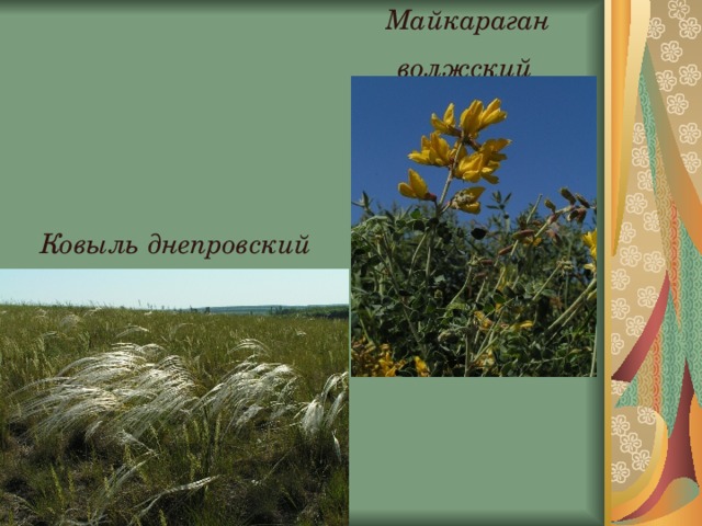 В какой природной зоне ковыль. Деревья Луганщины презентация. Почему Майкараган Волжский занесен в красную книгу. Халат цвета ковыля. Количество майкарагана Волжского как сократилась популяции.