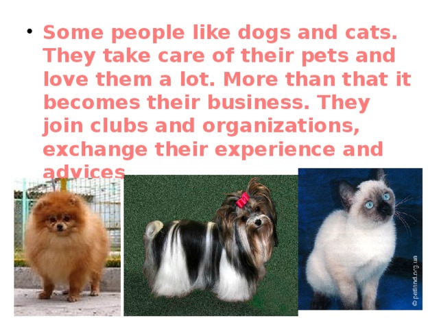 Some people like dogs and cats. They take care of their pets and love them a lot. More than that it becomes their business. They join clubs and organizations, exchange their experience and advices. 