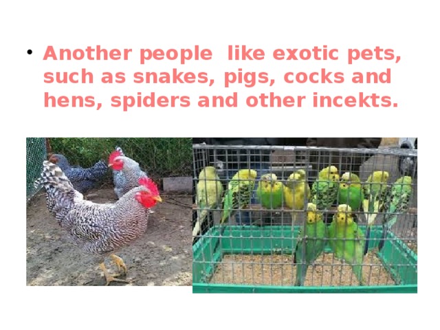  Another people like exotic pets, such as snakes, pigs, cocks and hens, spiders and other incekts. 