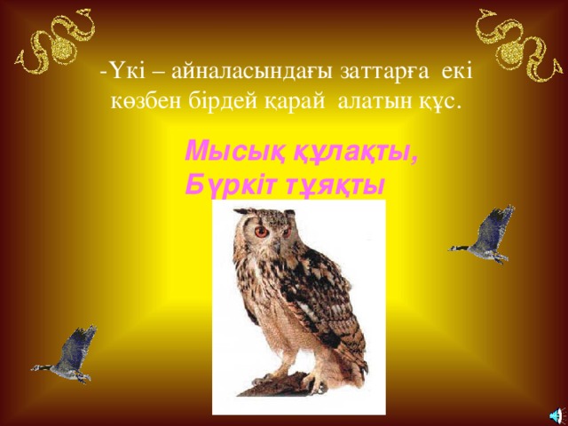 -Үкі – айналасындағы заттарға екі көзбен бірдей қарай алатын құс. Мысық құлақты, Бүркіт тұяқты 6 