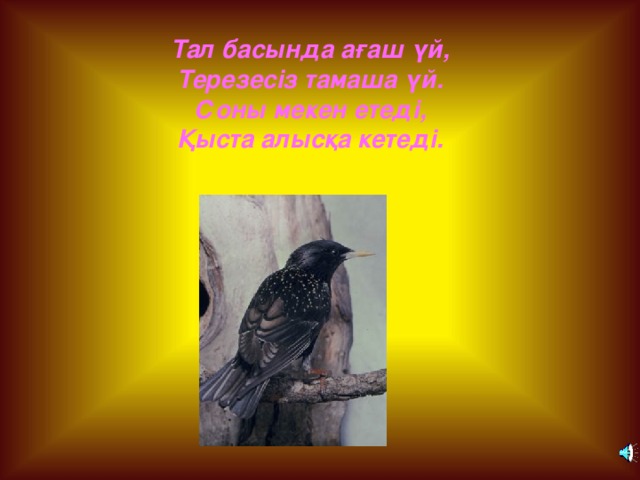 Тал басында ағаш үй, Терезесіз тамаша үй. Соны мекен етеді, Қыста алысқа кетеді. 