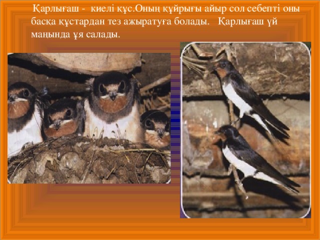  Қарлығаш - киелі құс.Оның құйрығы айыр сол себепті оны басқа құстардан тез ажыратуға болады. Қарлығаш үй маңында ұя салады.  Қарлығаш - киелі құс.Оның құйрығы айыр сол себепті оны басқа құстардан тез ажыратуға болады. Қарлығаш үй маңында ұя салады.  Қарлығаш - киелі құс.Оның құйрығы айыр сол себепті оны басқа құстардан тез ажыратуға болады. Қарлығаш үй маңында ұя салады. 