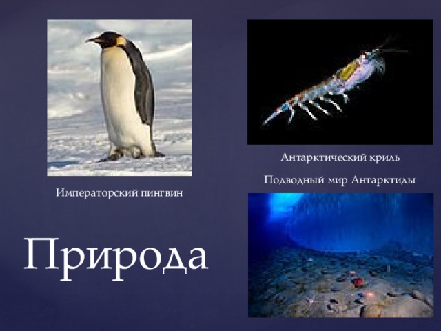 Антарктический криль Подводный мир Антарктиды Императорский пингвин Природа 