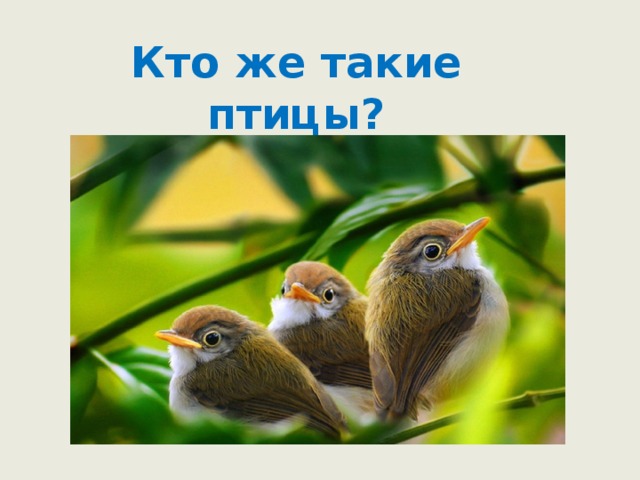  Кто же такие птицы? 