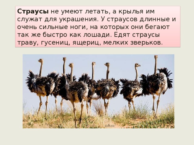 Страусы не умеют летать, а крылья им служат для украшения. У страусов длинные и очень сильные ноги, на которых они бегают так же быстро как лошади. Едят страусы траву, гусениц, ящериц, мелких зверьков. 