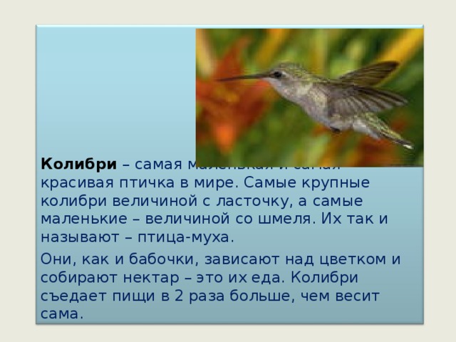 Колибри – самая маленькая и самая красивая птичка в мире. Самые крупные колибри величиной с ласточку, а самые маленькие – величиной со шмеля. Их так и называют – птица-муха. Они, как и бабочки, зависают над цветком и собирают нектар – это их еда. Колибри съедает пищи в 2 раза больше, чем весит сама. 