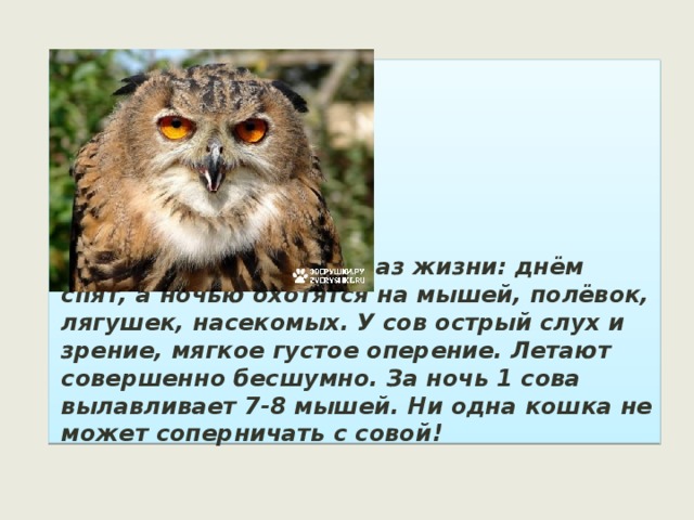       Совы ведут ночной образ жизни: днём спят, а ночью охотятся на мышей, полёвок, лягушек, насекомых. У сов острый слух и зрение, мягкое густое оперение. Летают совершенно бесшумно. За ночь 1 сова вылавливает 7-8 мышей. Ни одна кошка не может соперничать с совой! 