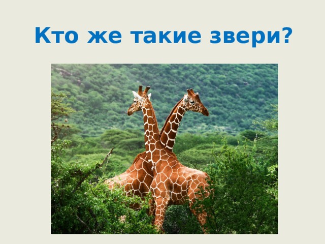 Кто же такие звери? 