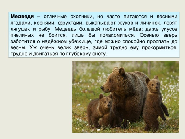 Медведи – отличные охотники, но часто питаются и лесными ягодами, корнями, фруктами, выкапывают жуков и личинок, ловят лягушек и рыбу. Медведь большой любитель мёда: даже укусов пчелиных не боится, лишь бы полакомиться. Осенью зверь заботится о надёжном убежище, где можно спокойно проспать до весны. Уж очень велик зверь, зимой трудно ему прокормиться, трудно и двигаться по глубокому снегу. 