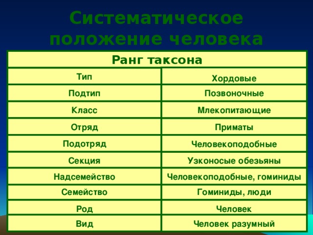 Таксоны человека. Положение человека в систематике. Систематика последовательность. Систематическое положение человека таблица.