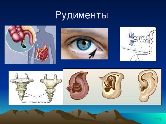 Развитие хвоста у людей. Рудиментарные органы человека.