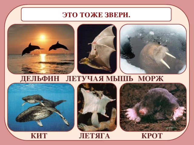ЭТО ТОЖЕ ЗВЕРИ. ЛЕТУЧАЯ МЫШЬ ДЕЛЬФИН МОРЖ ЛЕТЯГА КИТ КРОТ 