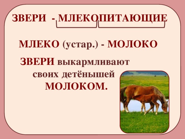 ЗВЕРИ - МЛЕКОПИТАЮЩИЕ МЛЕКО (устар.) - МОЛОКО ЗВЕРИ выкармливают своих детёнышей  МОЛОКОМ. 