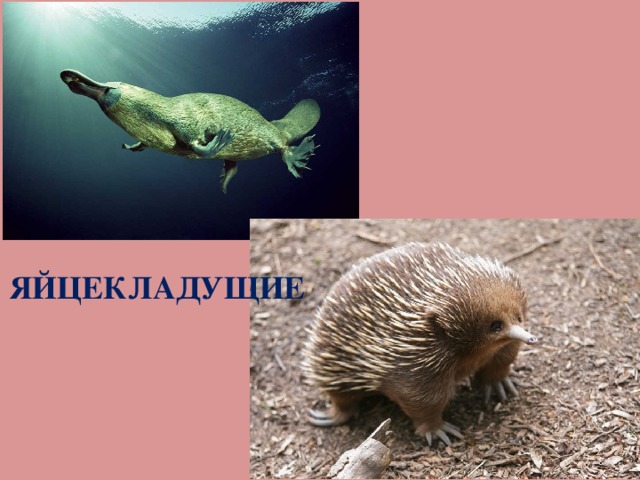 ЯЙЦЕКЛАДУЩИЕ 