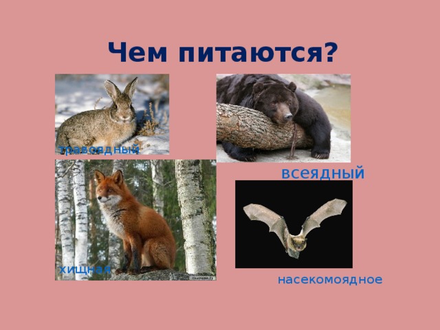 Чем питаются? травоядный всеядный хищная насекомоядное 
