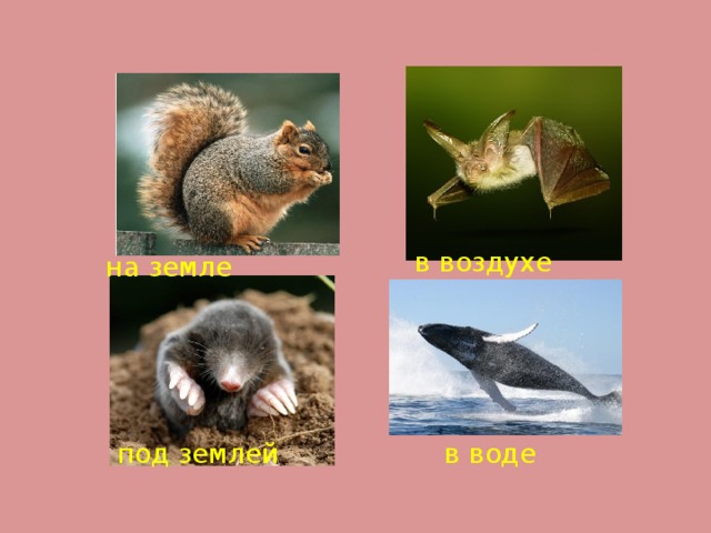 в воздухе на земле под землей в воде 