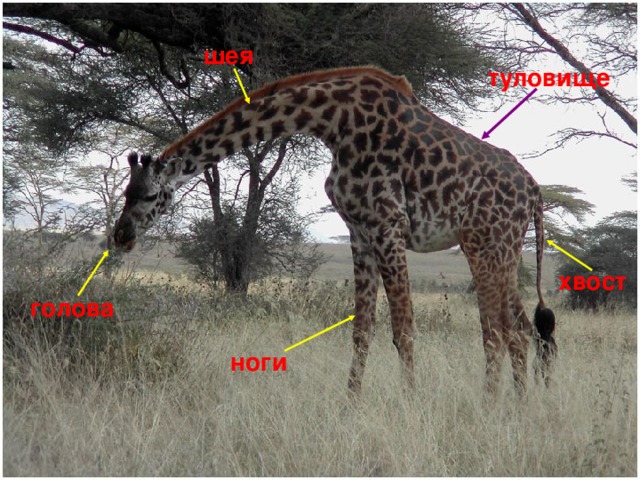 шея туловище Он ходит, голову задрав, Не потому, что важный граф, Не потому, что гордый нрав, А потому, что он … хвост голова ноги 