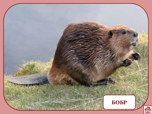 БОБР 