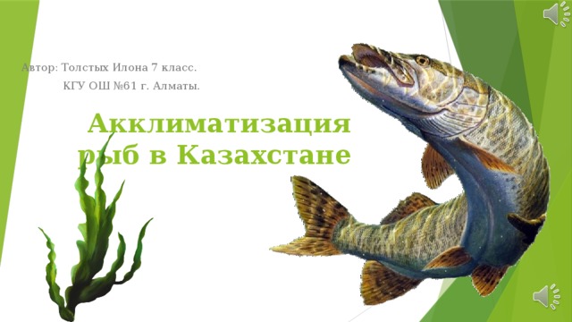  Акклиматизация рыб в Казахстане Автор: Толстых Илона 7 класс. КГУ ОШ №61 г. Алматы. 