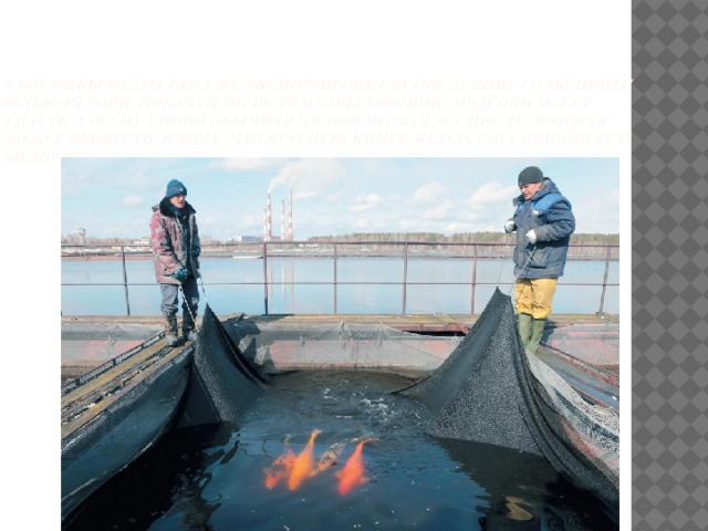     А вот рыбы Казахстан уже экспортировал за последние годы почти 90-тысяч тонн. Показатели не то чтобы хорошие, но и они могут упасть. А всему виной обычная человеческая жадность, которая может привести, к тому, что красную книгу Казахстана пополнят 15 видов рыб.     