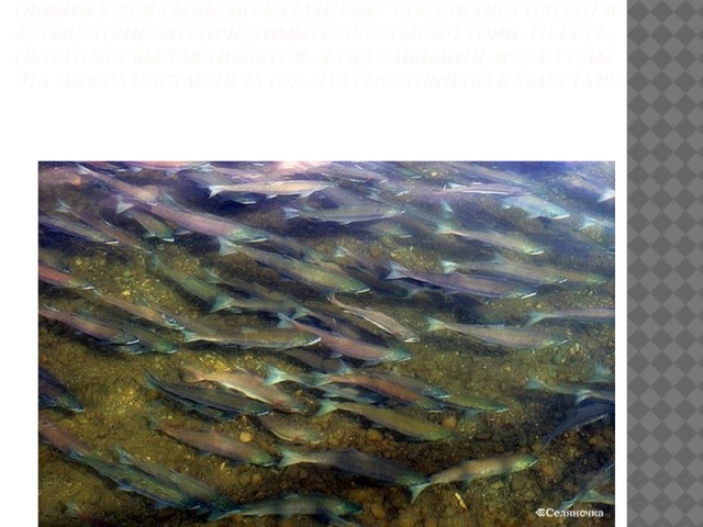  Общий улов рыбы по Казахстану составляет около 40-45 тыс. тонн. Это при лимите 70-75 тысяч тонн. То есть, около 60% вылавливается. Для сравнения, в 90-е годы эта цифра составляла 100 – 110 тыс. тонн по Казахстану.    