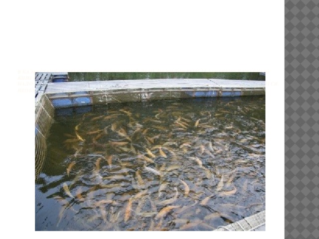            В Казахстане обитает на сегодняшний день 156 видов рыб. 18 занесено в Красную Книгу. Еще около 15 видов «стучится» в Красную Книгу.  Надо признать тот факт, что объемы естественного воспроизводства сокращаются. Необходимо упор делать на разведение товарного рыбоводства в регионах .      