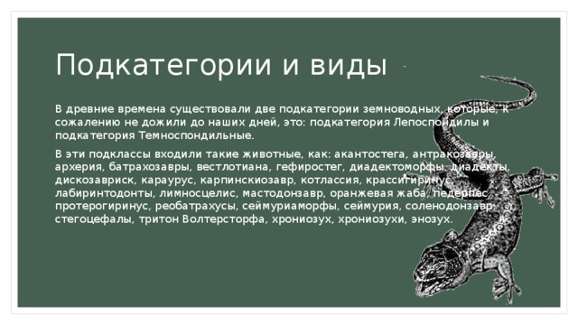 Подкатегории и виды В древние времена существовали две подкатегории земноводных, которые, к сожалению не дожили до наших дней, это: подкатегория Лепоспондилы‎ и подкатегория Темноспондильные. В эти подклассы входили такие животные, как: акантостега, антракозавры, архерия, батрахозавры, вестлотиана, гефиростег, диадектоморфы, диадекты, дискозавриск, караурус, карпинскиозавр, котлассия, крассигиринус, лабиринтодонты, лимносцелис, мастодонзавр, оранжевая жаба, педерпес, протерогиринус, реобатрахусы, сеймуриаморфы, сеймурия, соленодонзавр, стегоцефалы, тритон Волтерсторфа, хрониозух, хрониозухи, энозух. 