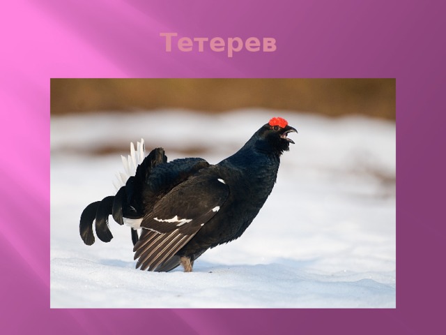 Тетерев