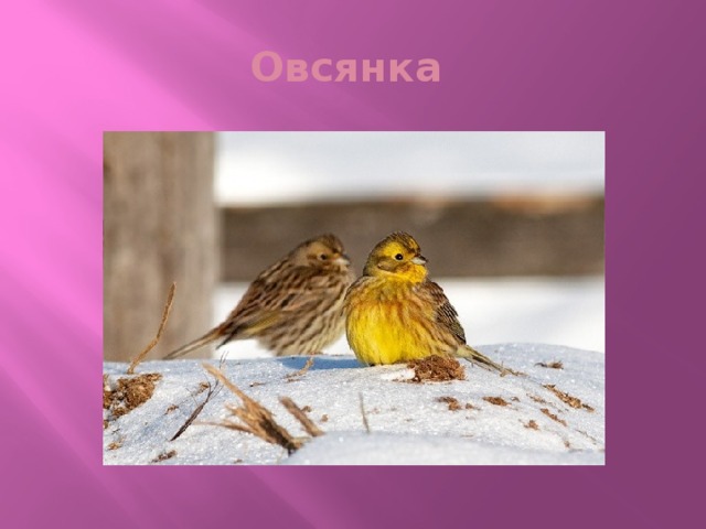 Овсянка