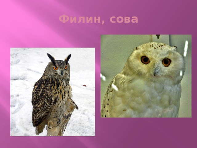 Филин, сова