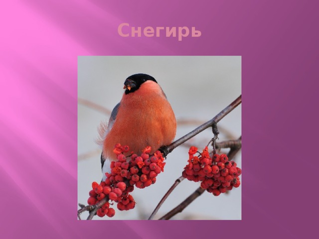 Снегирь